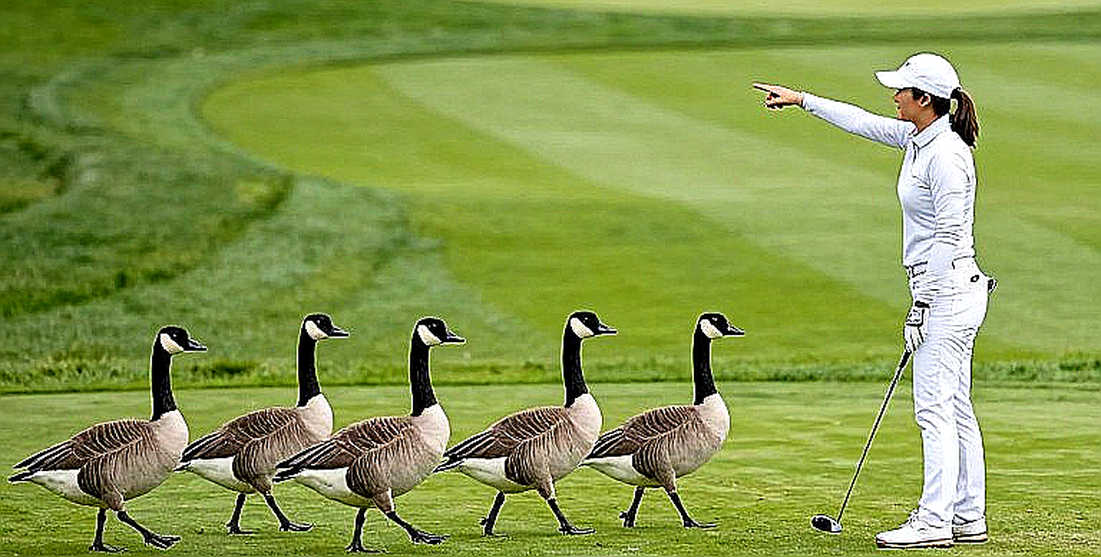 Busan và khoảng lặng trên khán đài: điều mùa giải golf Hàn Quốc đang đánh đổi để có những cú drive xa hơn